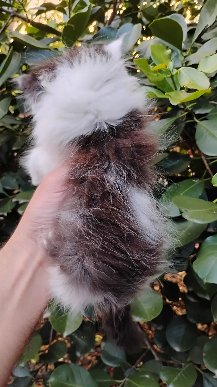 Filhotes de persa  - Foto 3