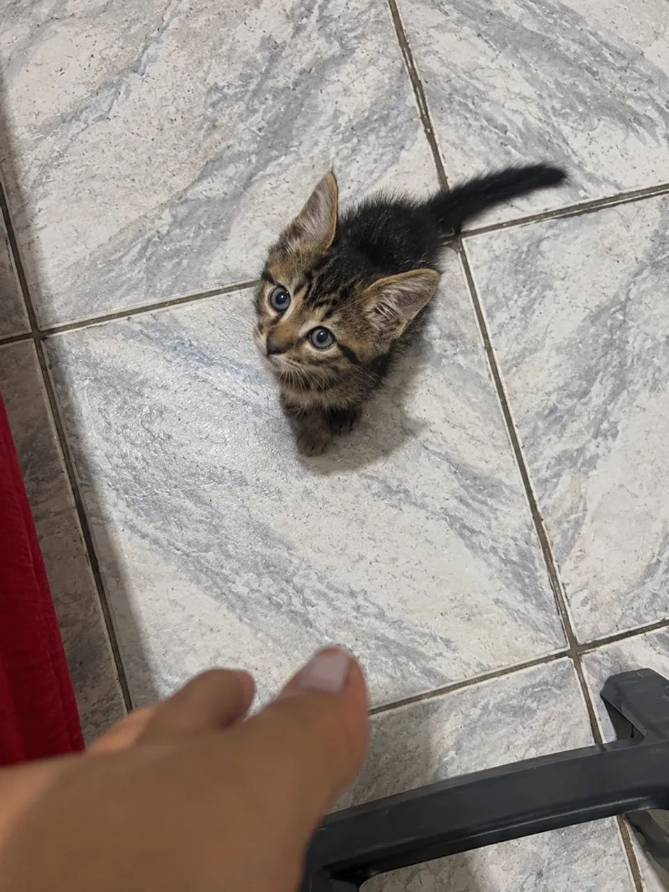 Gato para doação  - Foto 3