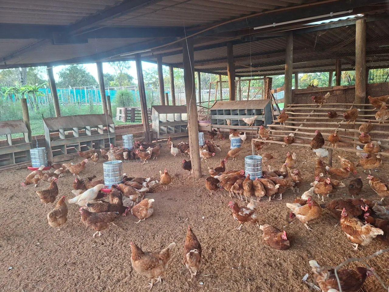 Ovos caipira  - Foto 4