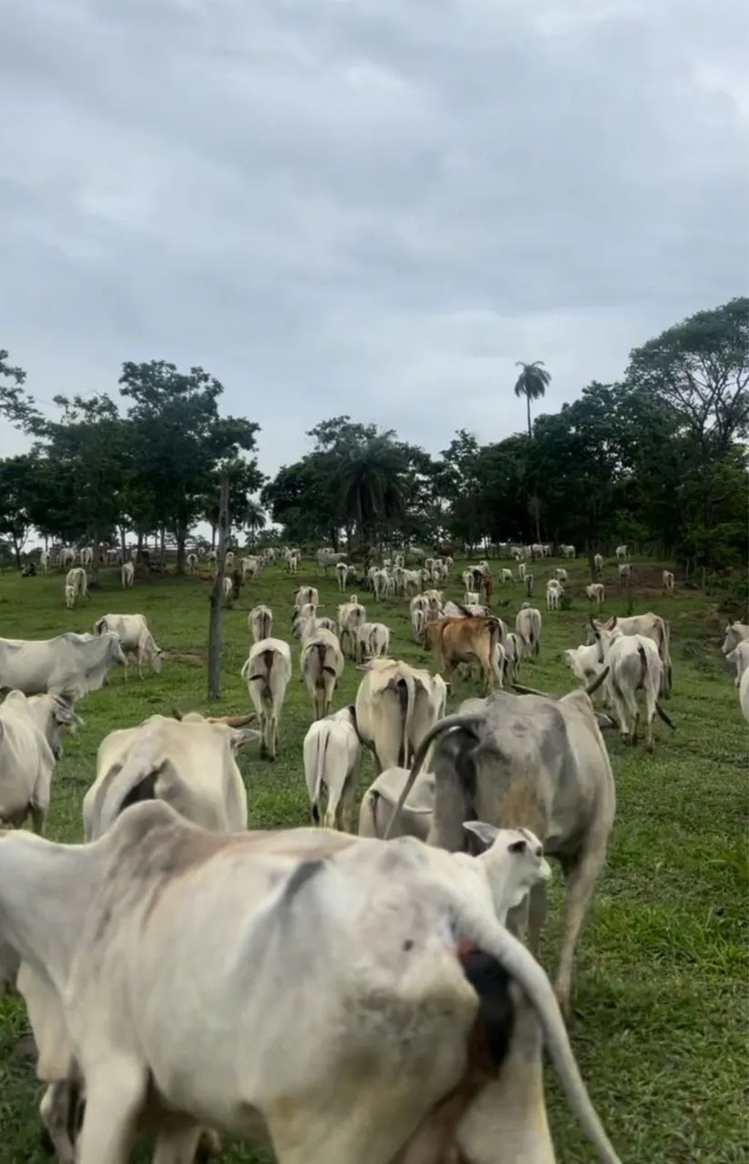 Fazenda Produtiva - Foto 4