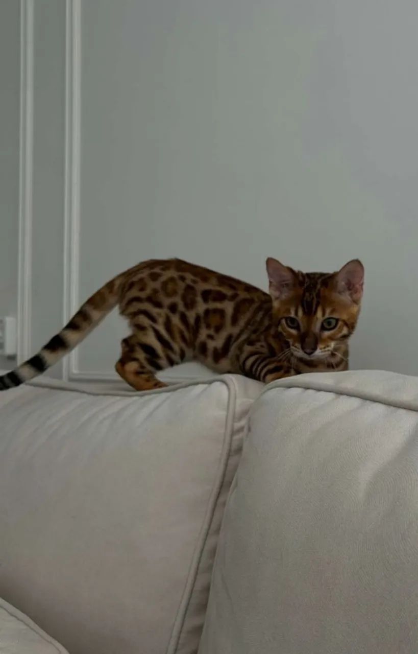 Bengal 