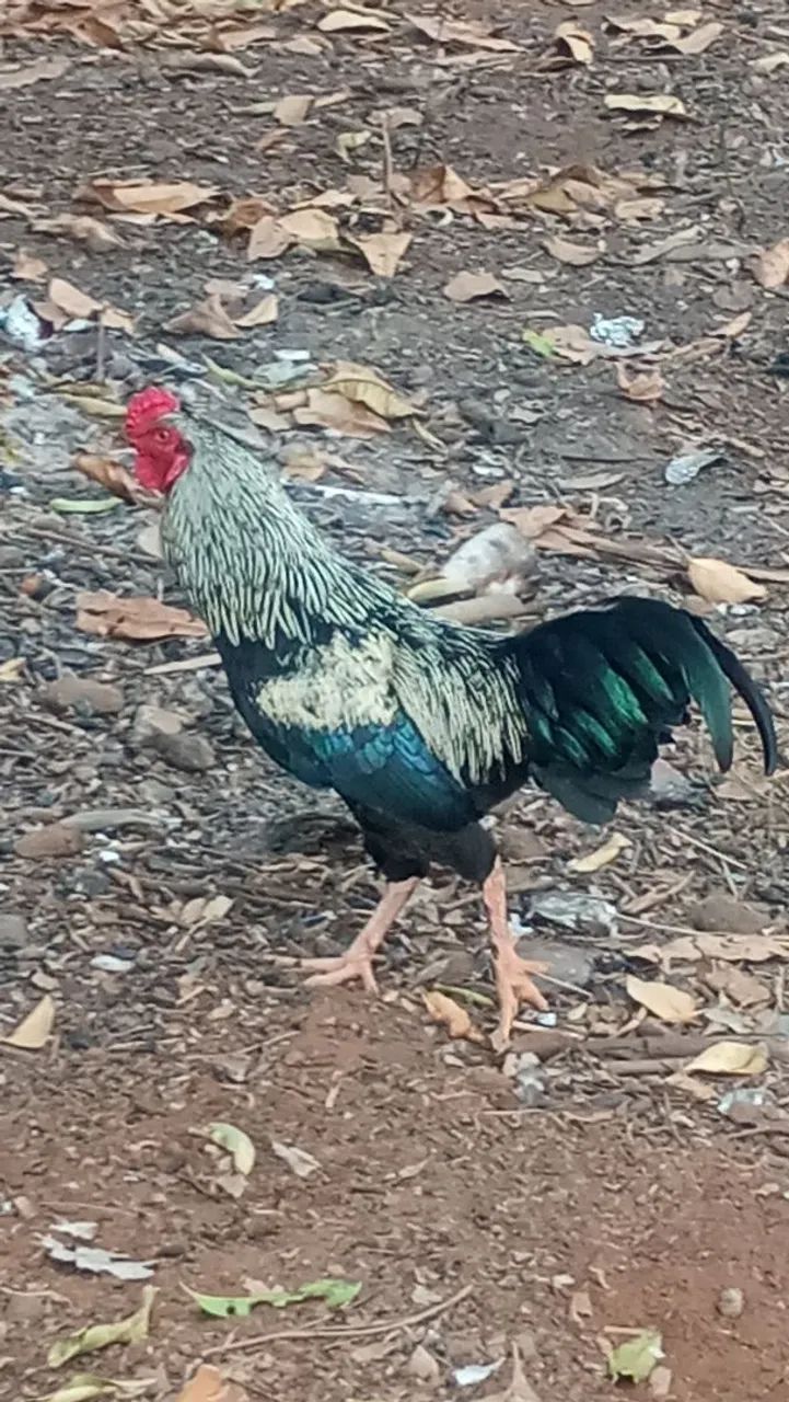 Galinhas e Galos