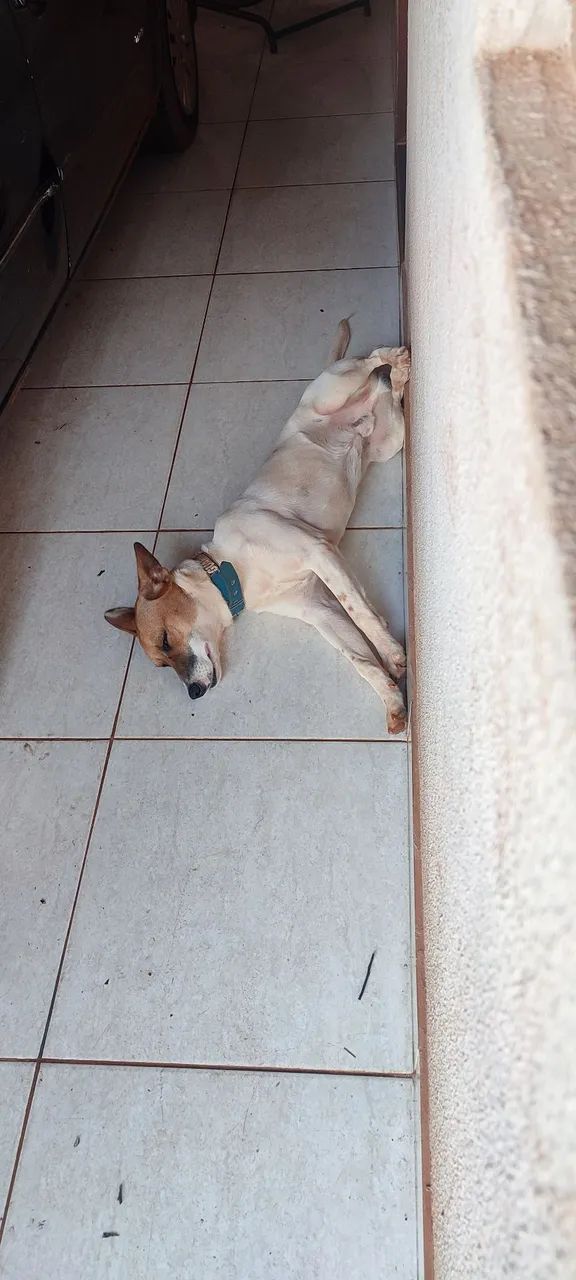 Doa - se um cachorro - Foto 4