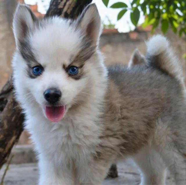 Pomsky F2. .   - Foto 4