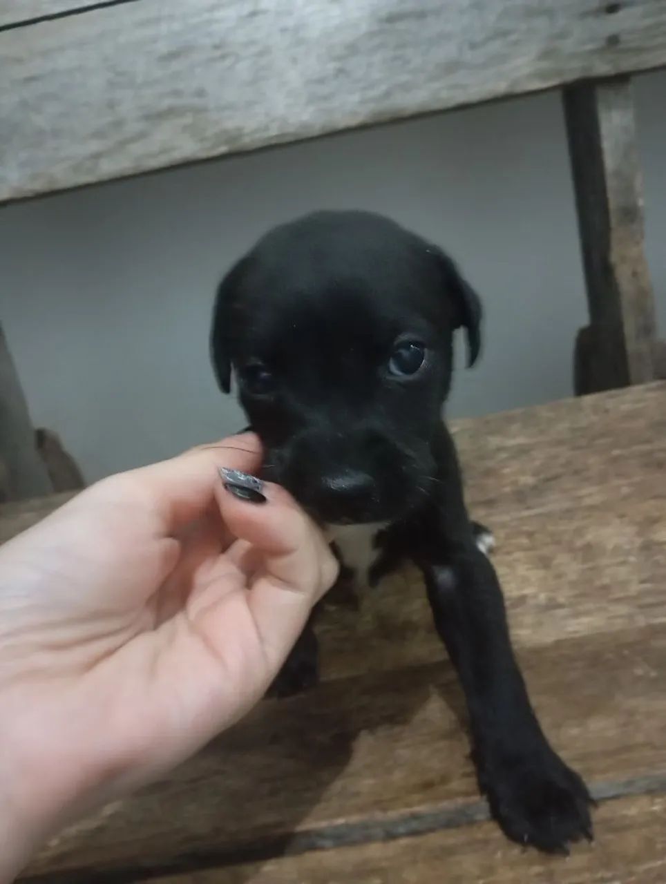 Doação de cachorros filhotes. - Foto 2