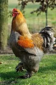 Brahma 