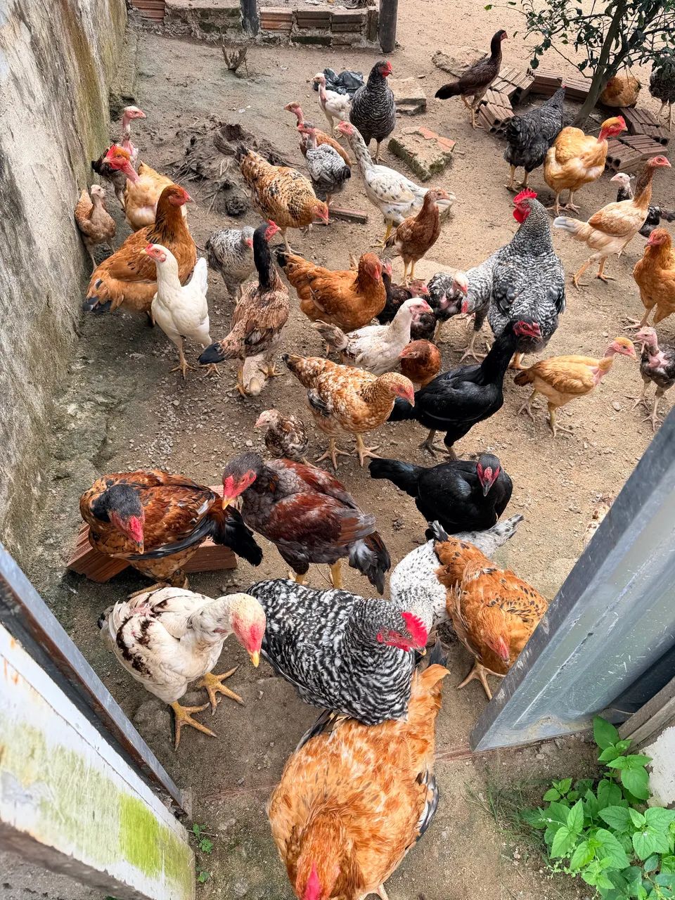 VENDO CODORNAS GIGANTES E CHOCADEIRA  - Foto 3