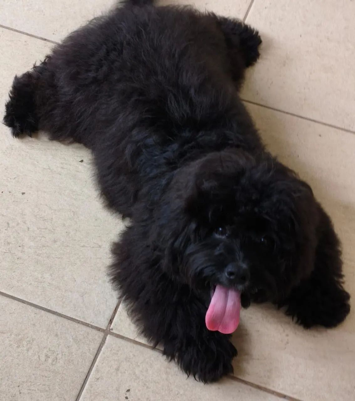 Cachorro poodle 