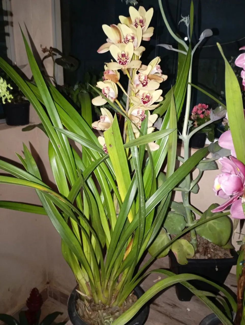 Plantas e sementes 
