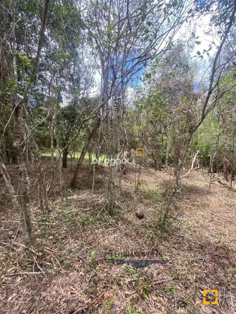 Terreno Ratones - Florianópolis/SC - Foto 3
