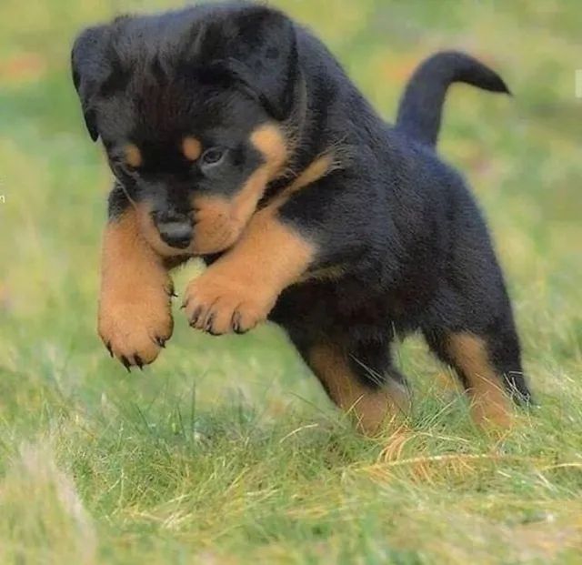 ROTTWEILER filhote 