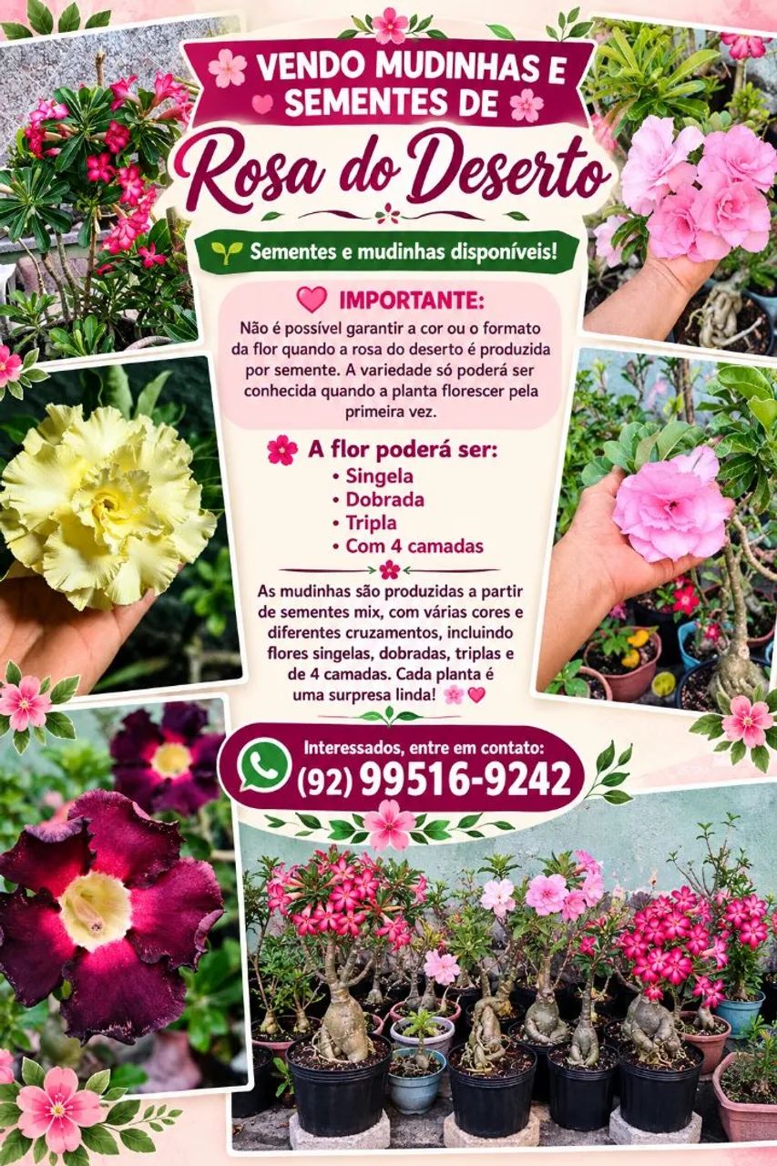 Flores - Foto 3