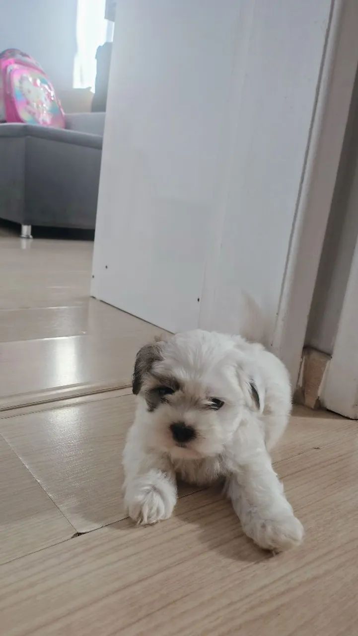 Cachorro raça shitzu - Foto 2
