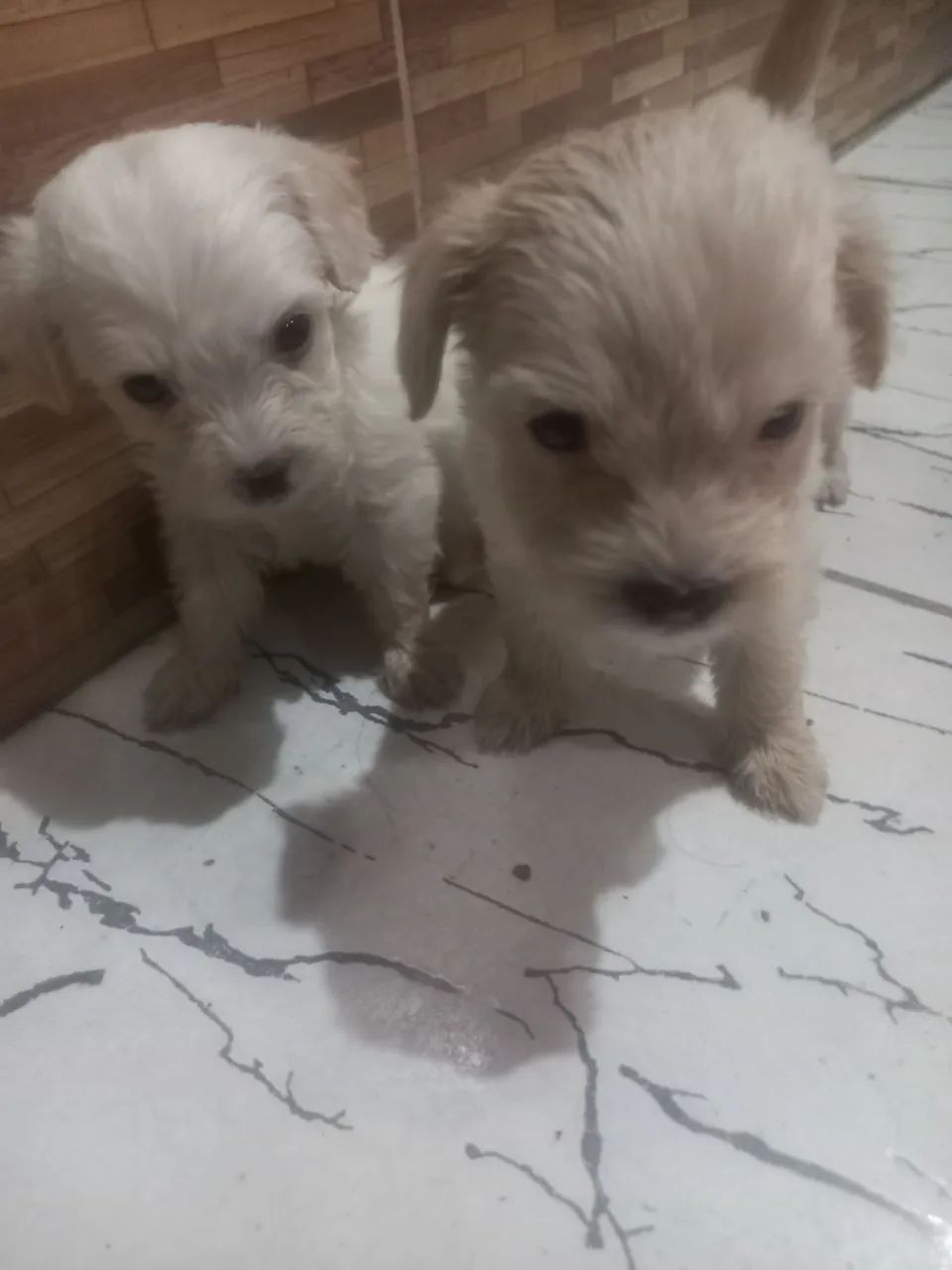 2 lindos filhotes de poodle 