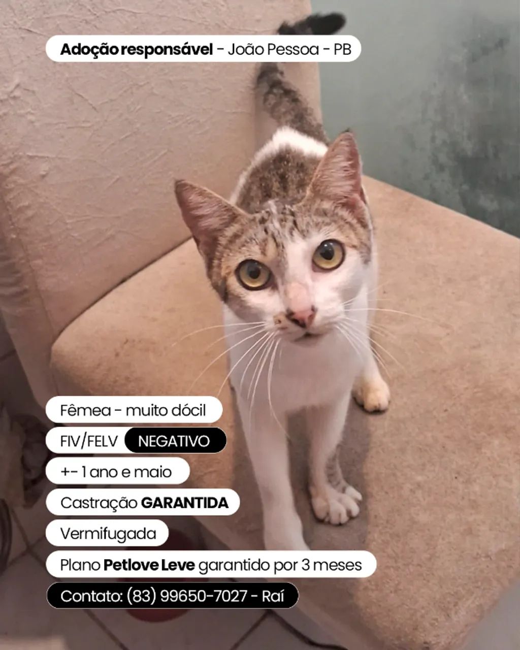 Gatinha dócil e saudável procura família - Foto 2