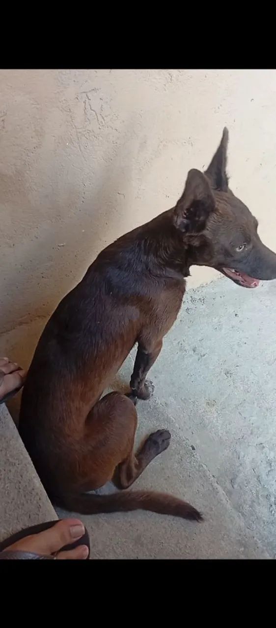 Doa-se cachorro - Foto 2
