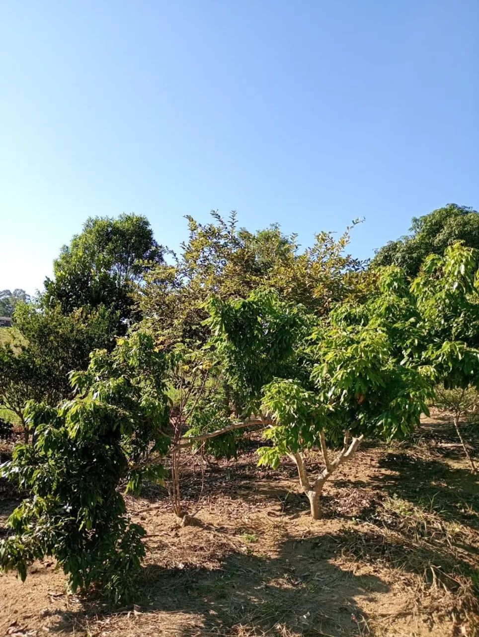 Sítio de frente com represa - Foto 4