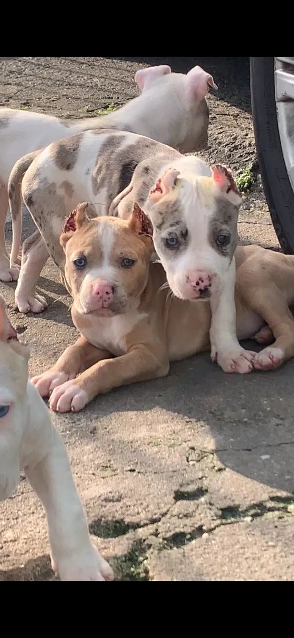 Filhotes de Pitbull  - Foto 3
