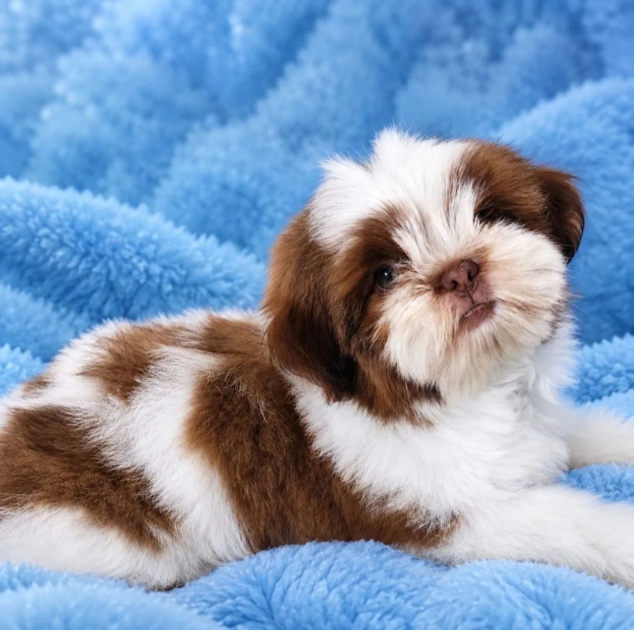 Shih tzu macho  - Foto 5
