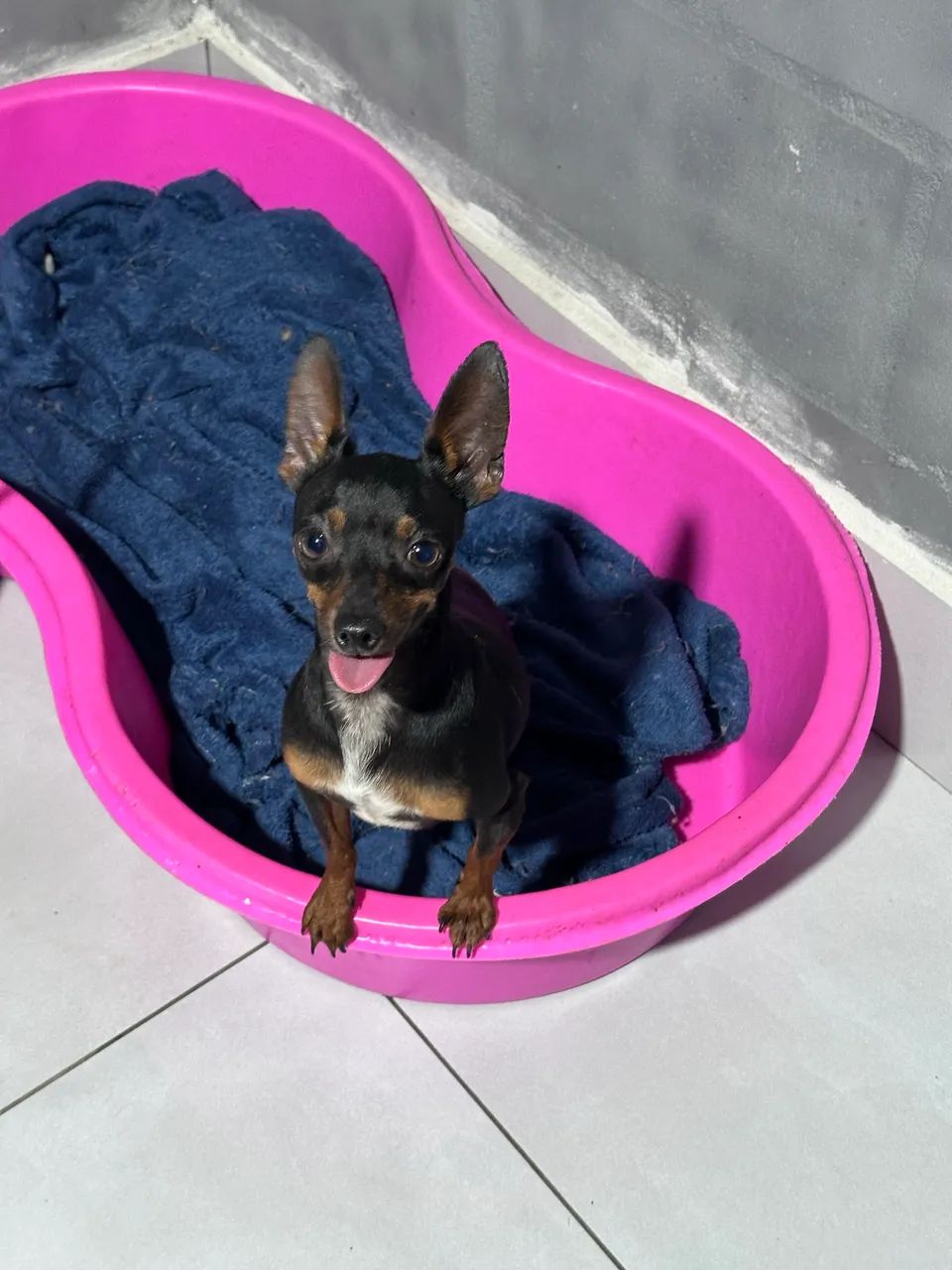 Casal de Pinscher  - Foto 3