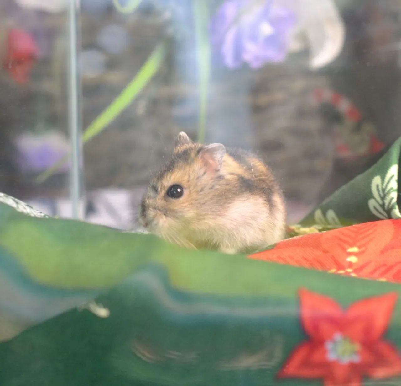 Hamster Sírio/ Hamster anão russo - Foto 2