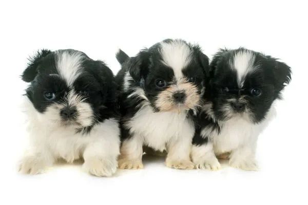 poodle x shitzu lindos e peludos 