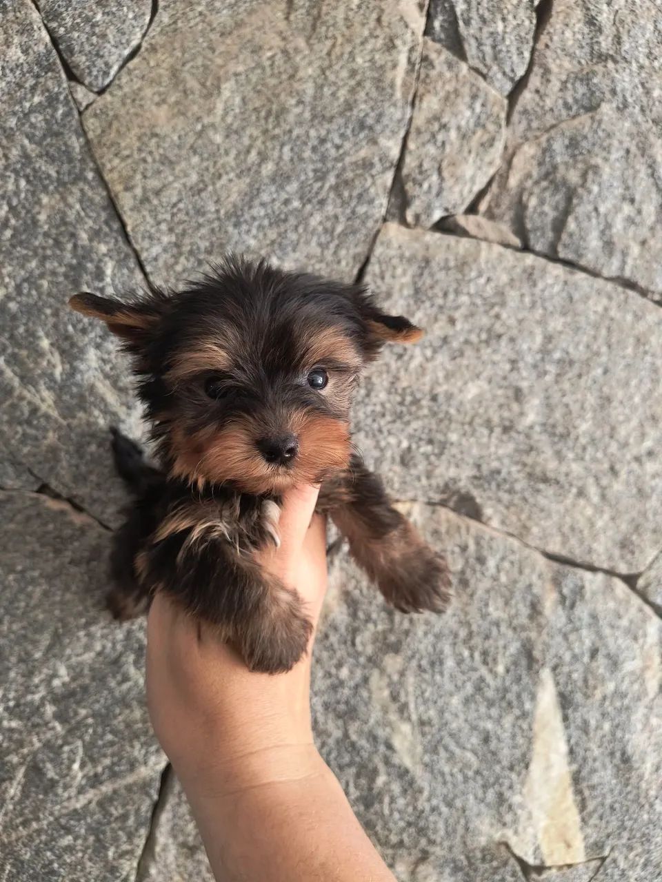 Yorkshire mini