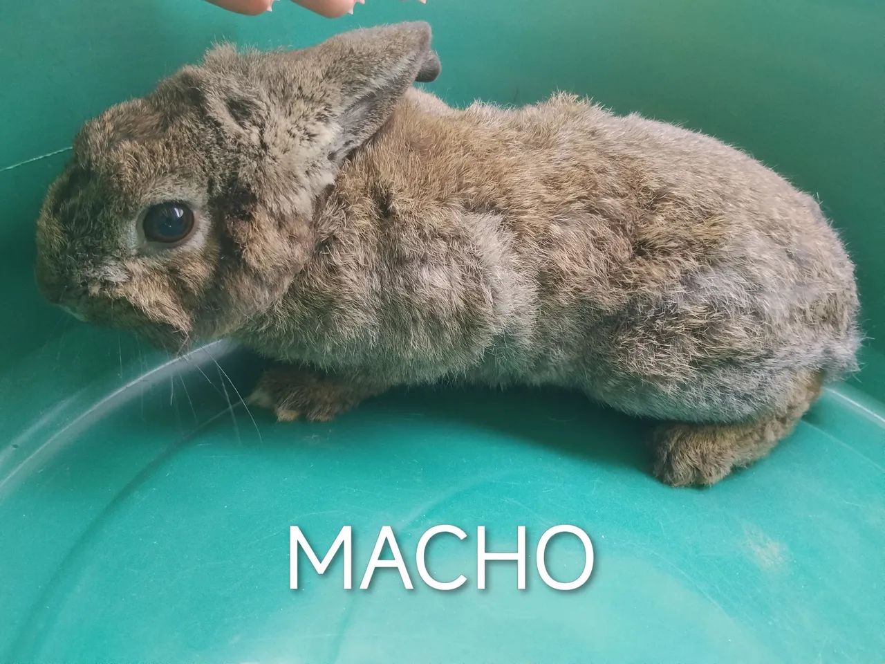 Coelho - Foto 3