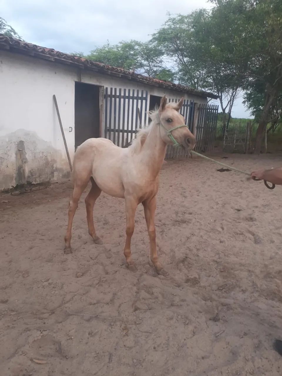 Potra Pura - Para tirar Papel  - Foto 2
