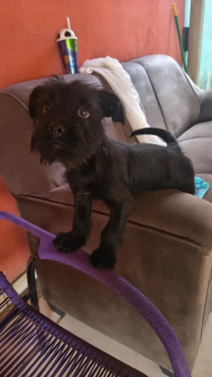 Cachorro  - Foto 4