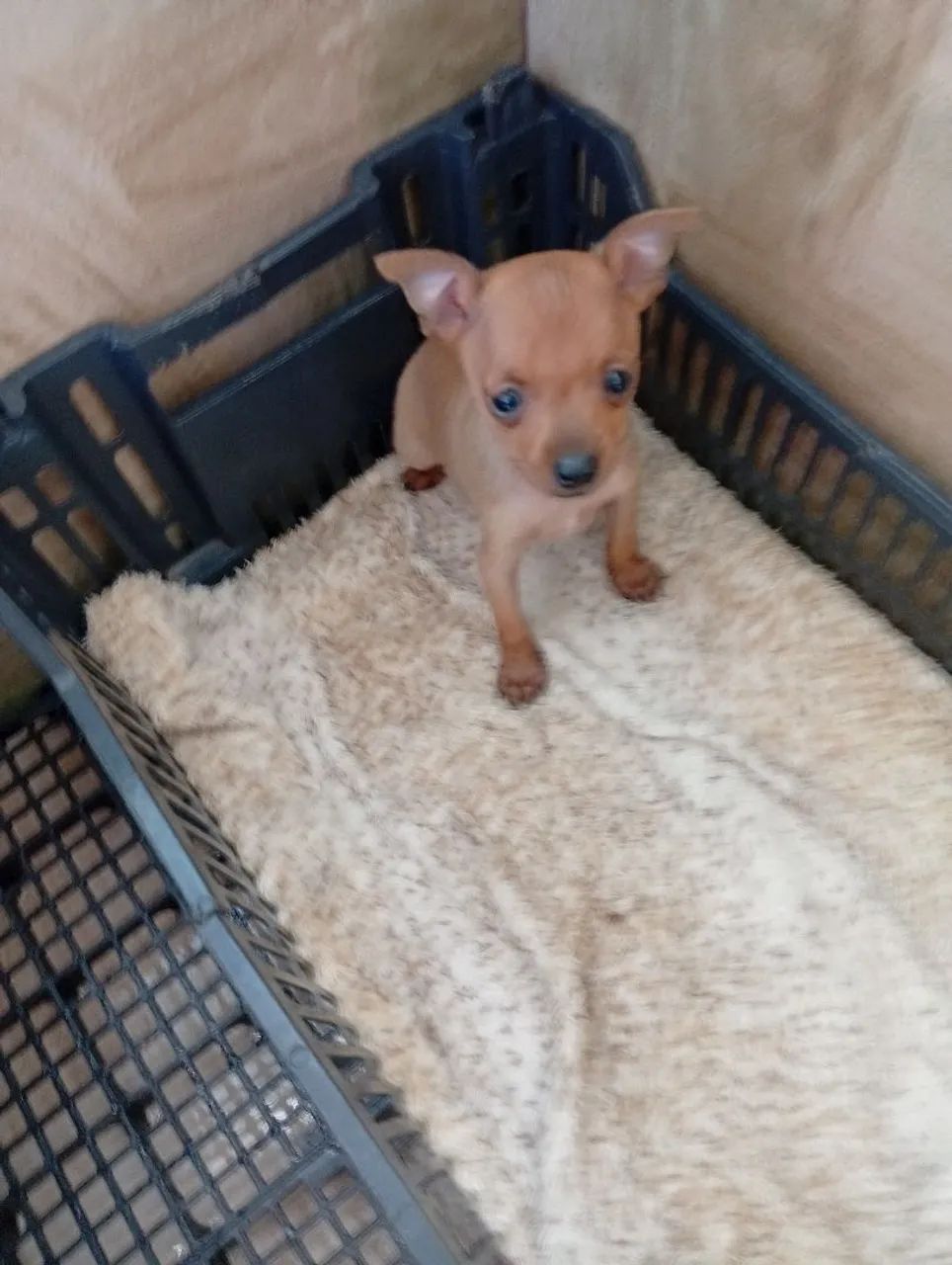 Pinscher Micro - Foto 2