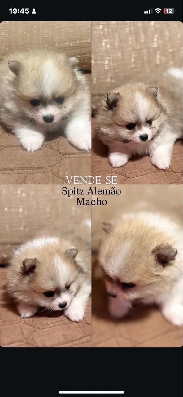 Spitz Alemão 
