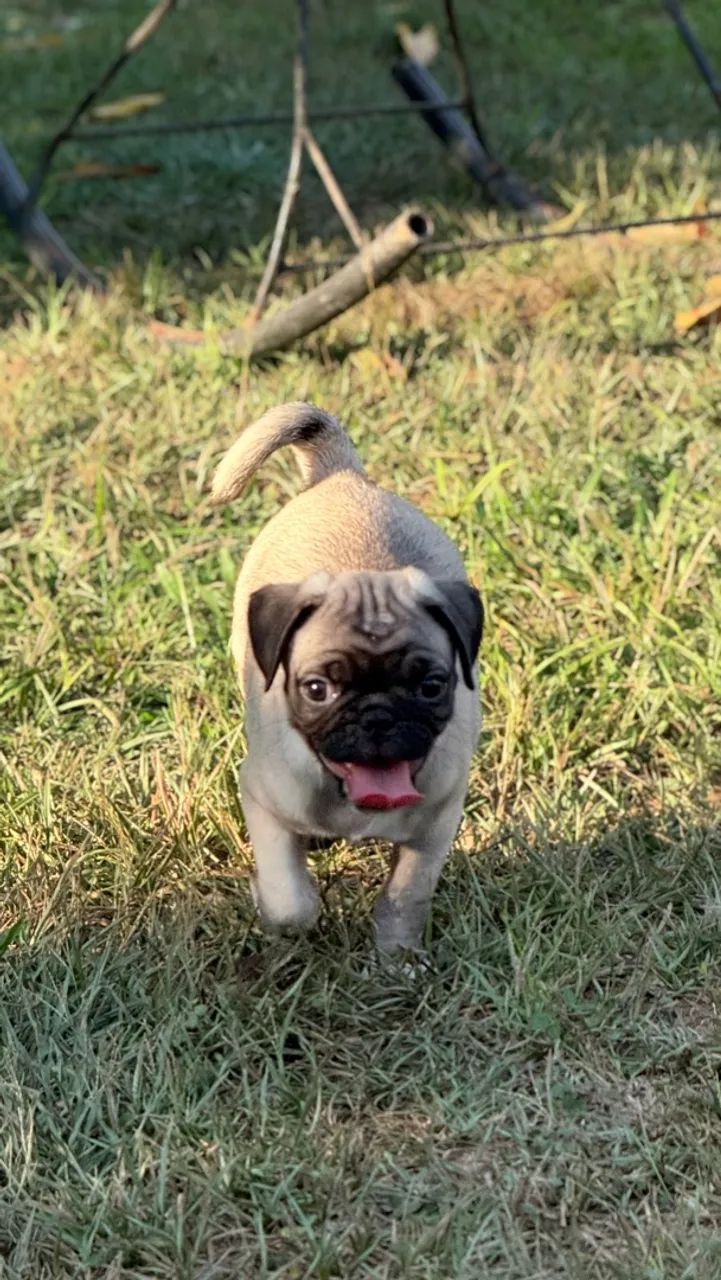 Pug - Foto 2