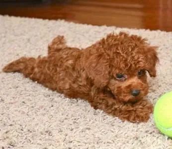 Poodle Red 