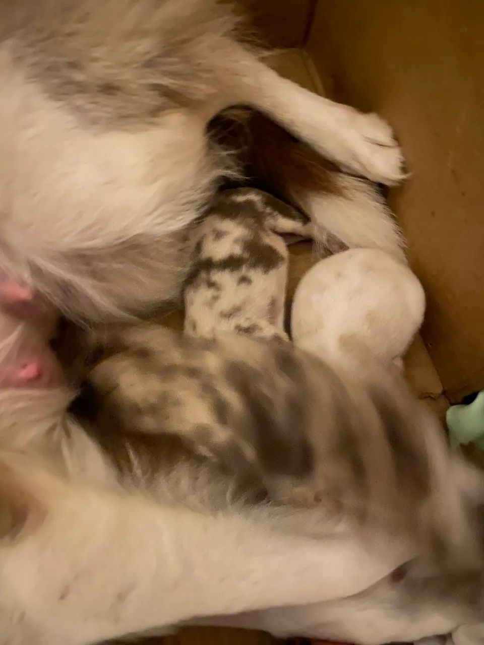 Adoção cachorro 