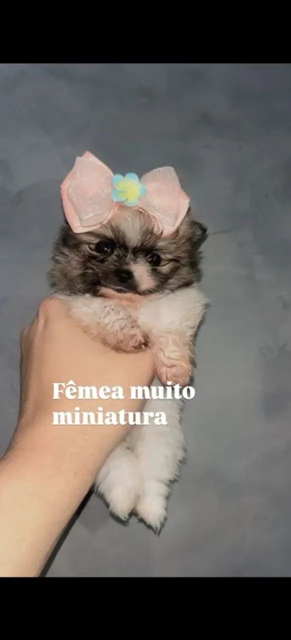 Spitz alemão