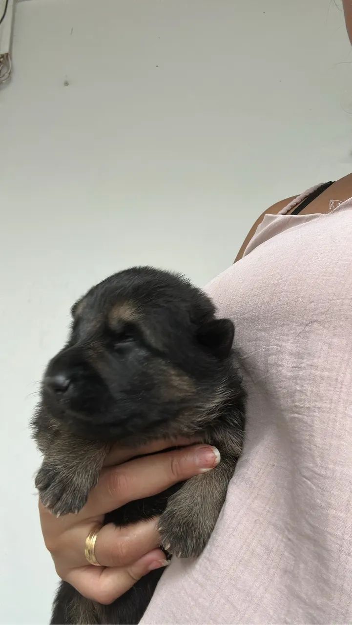 Pasto alemão filhote  - Foto 3