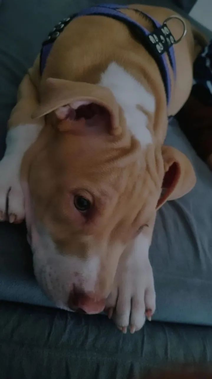 Filhote de pitbull 