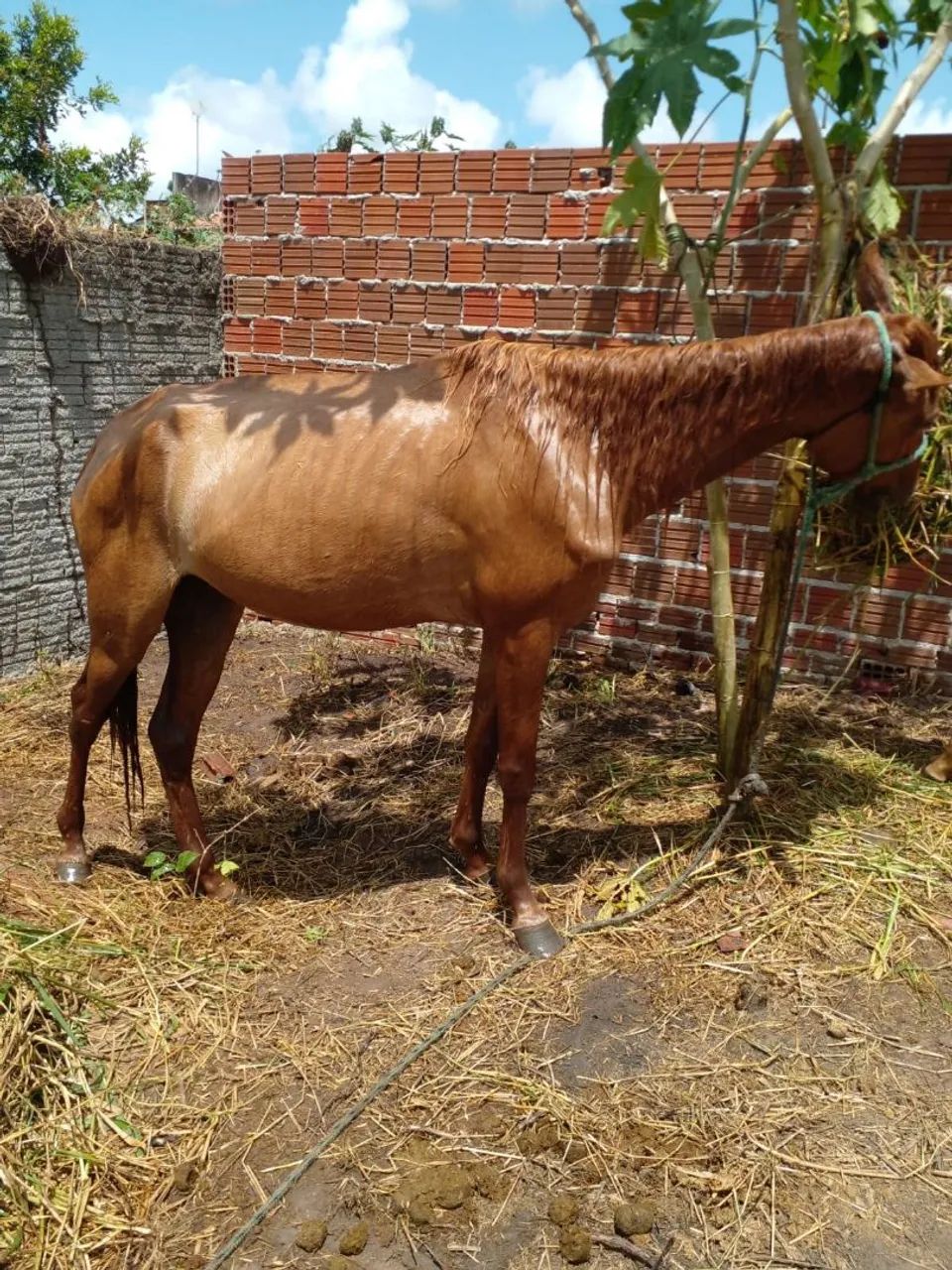 Égua 1,500$ - Foto 2