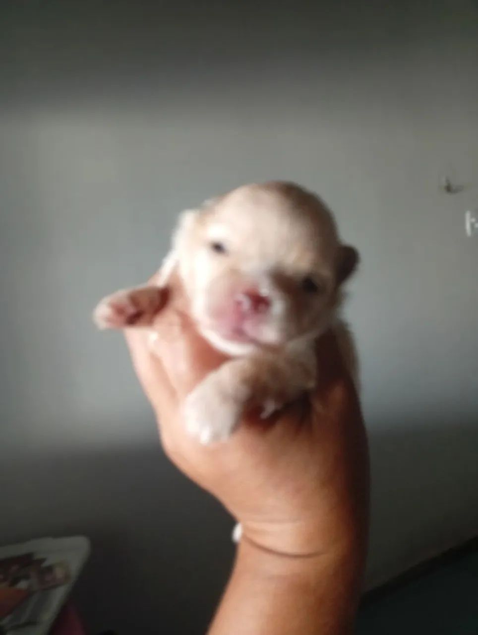 Spitz alemão creme  - Foto 4
