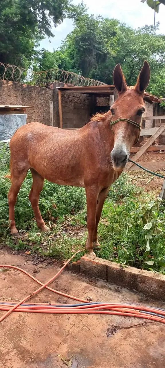 Mula machadeira  - Foto 2