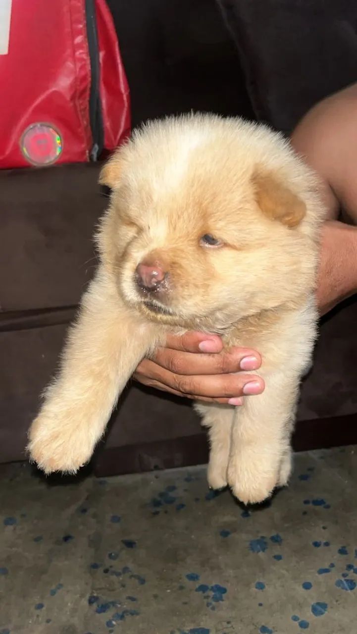 Filhote de Chow Chow  - Foto 2