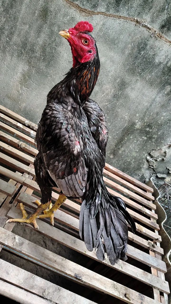 Frangos da raça Mura com 10 meses em torno de 3 kg valor unitário a partir de r$ 300 - Foto 6