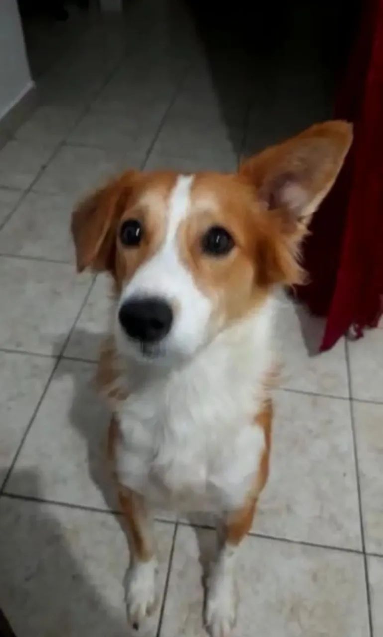 Adoção responsável do Boris - Castrado  - Foto 3