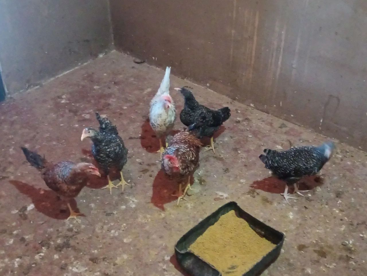 Frango e frangas - Foto 2
