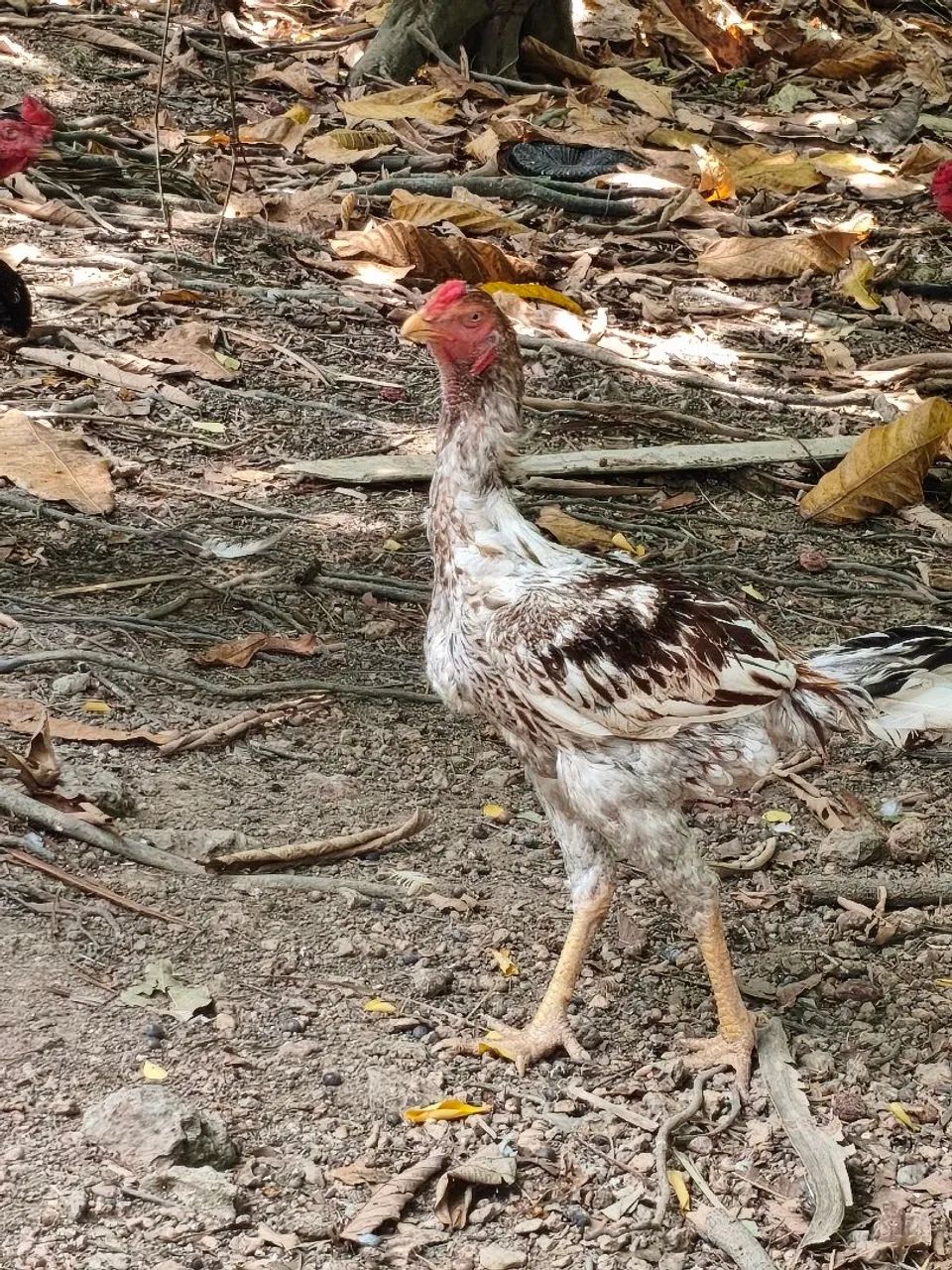 Frango galo  - Foto 5