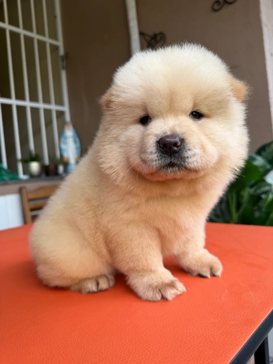 Chow chow americano 