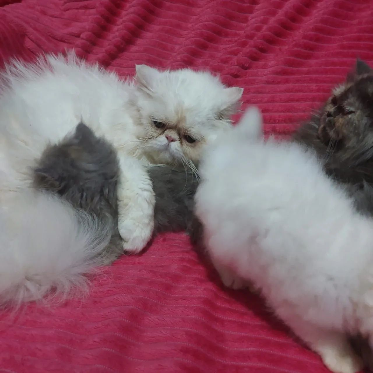 Filhote de gato persa fêmea e macho com 50 dias pai e mãe rasa pura  - Foto 4