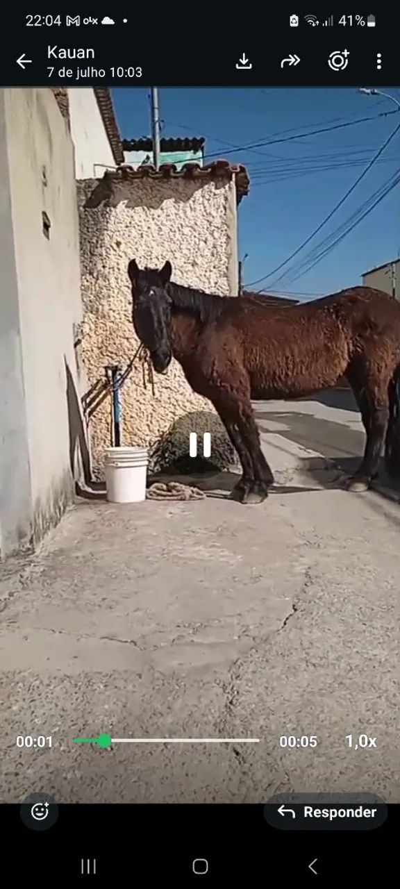 Cavalo