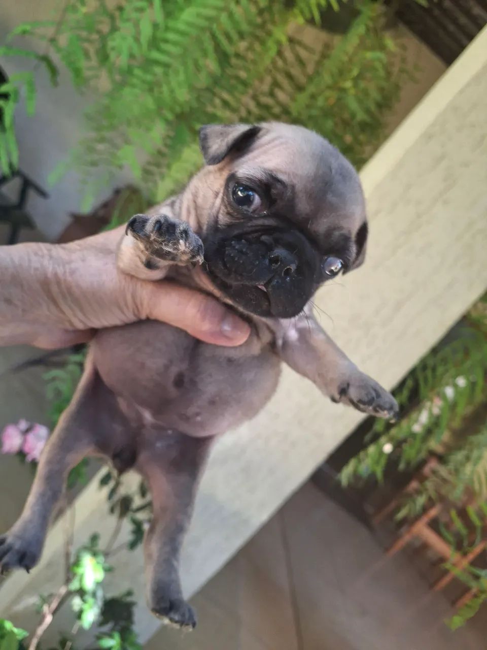 Pug